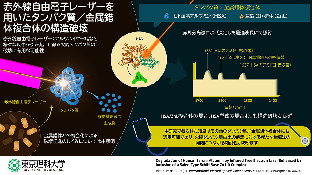 赤外線レーザーによるタンパク質の構造変化を金属錯体との複合化が促進することを発見～病因タンパク質などを標的とした優れた構造破壊方法への応用を期待～