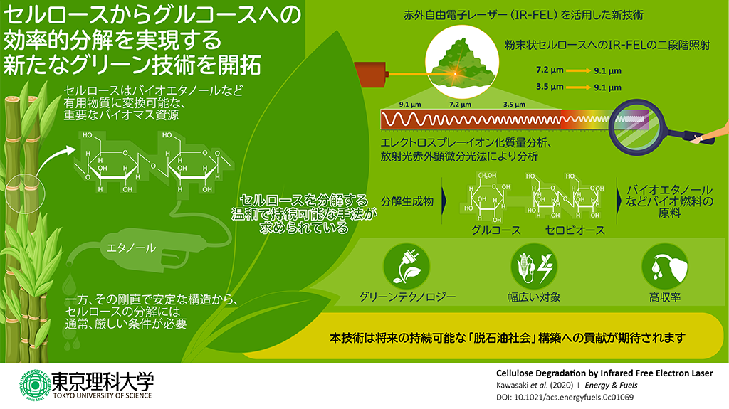 赤外自由電子レーザー照射によりセルロースがグルコースに効率的に分解することを発見～グリーンプロセスとしてバイオエタノール生産などへの活用に期待～