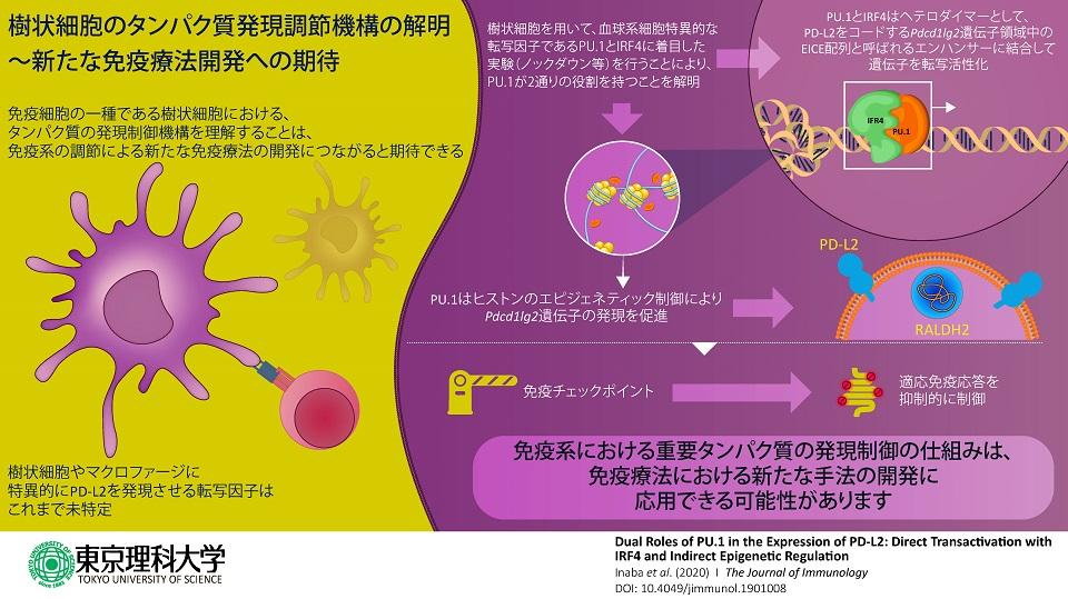 分子細胞免疫学（シリアルコード未使用） 分子細胞免疫学 原著第10版 アバス-リックマン-ピレ | Abul K