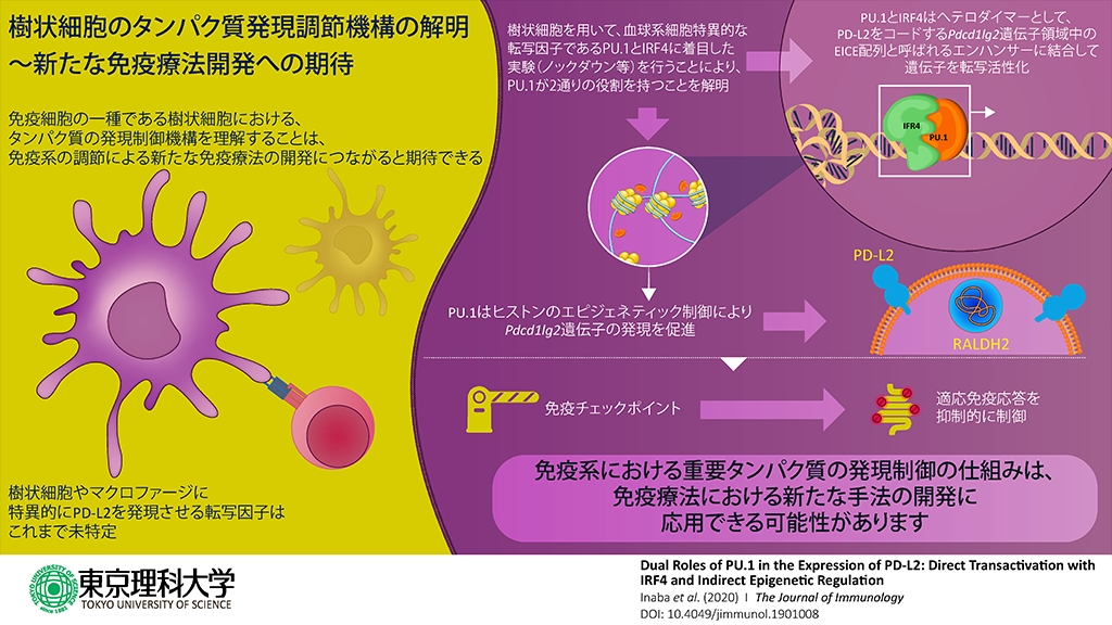 がんや免疫疾患に重要なPD-L2の発現制御機構の解明～ 免疫細胞における細胞表面分子PD-L2は転写因子によって協調的に制御される～