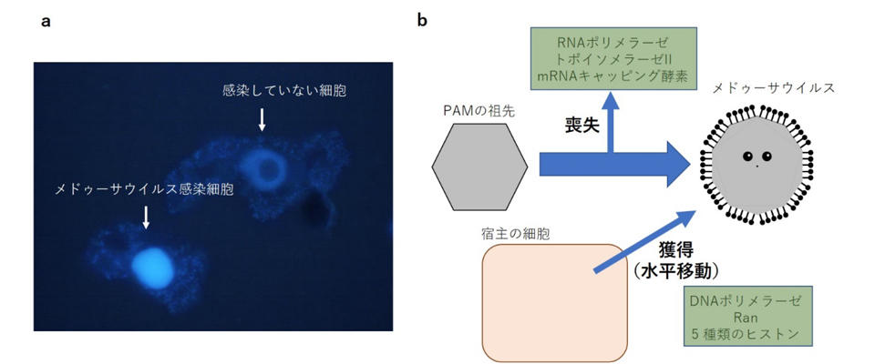 新たな「細胞核のウイルス起源説」の提唱 ～宿主ゲノムと