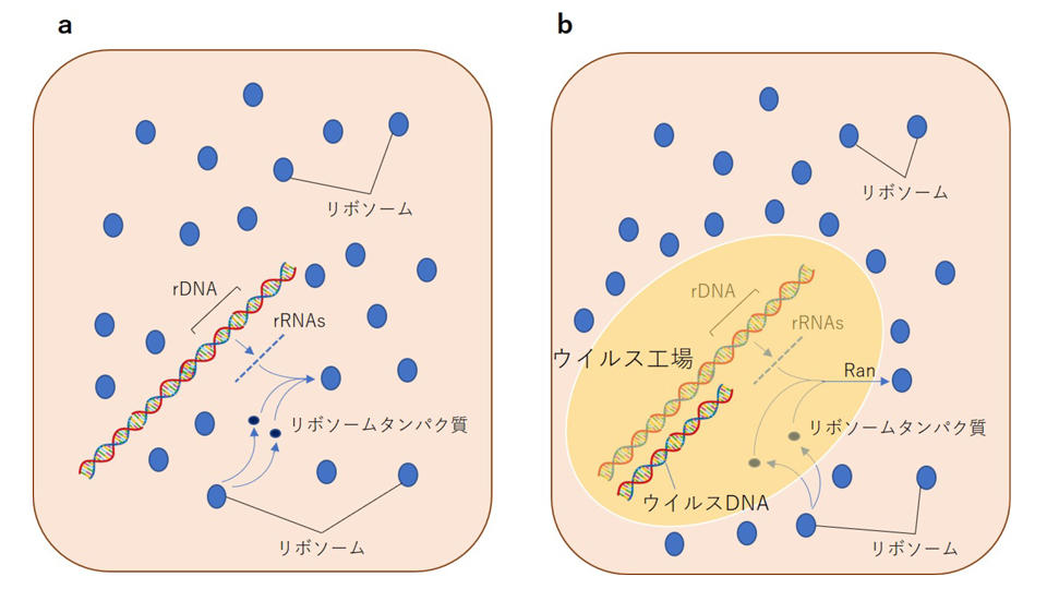 新たな「細胞核のウイルス起源説」の提唱 ～宿主ゲノムと