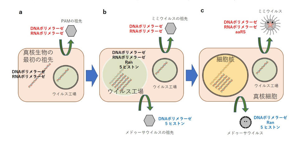 新たな「細胞核のウイルス起源説」の提唱 ～宿主ゲノムと