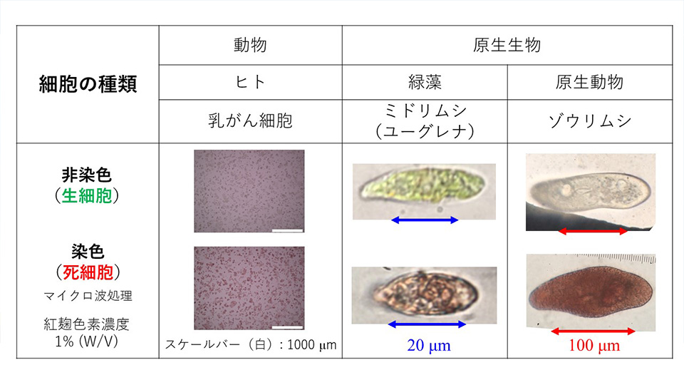 天然食用色素による安全で安価な細胞の生死判定法を開発～ミドリムシからヒトがん細胞まで適用が可能、幅広い分野への応用に期待～