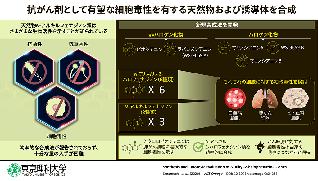 高い選択性でがん細胞を死滅させる天然化合物N-アルキルフェナジノンおよび誘導体を合成～がんに対する新たな化学療法剤としての応用に強い期待～