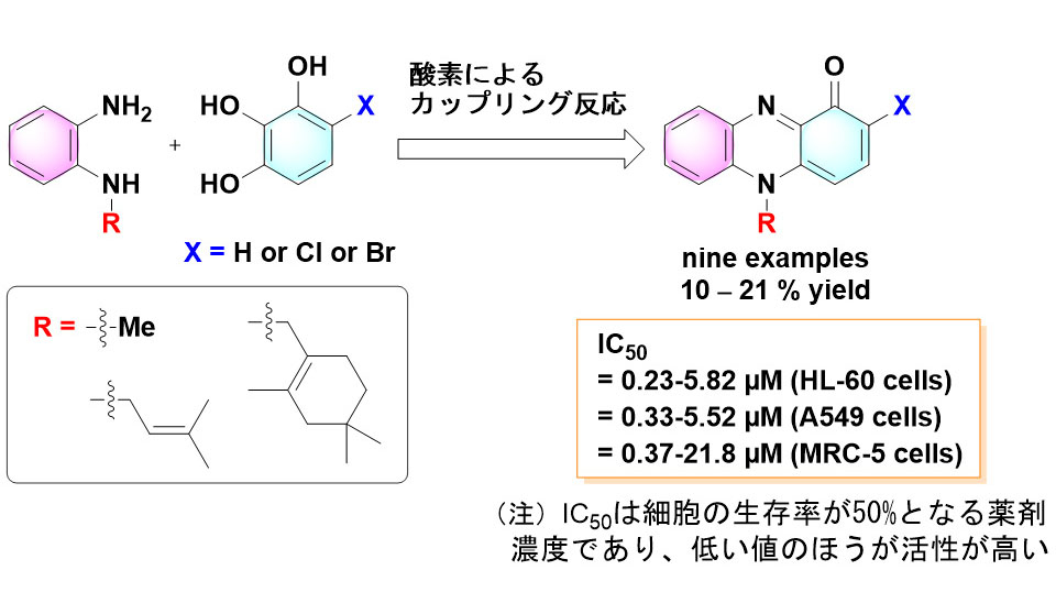 高い選択性でがん細胞を死滅させる天然化合物N-アルキルフェナジノン
および誘導体を合成～がんに対する新たな化学療法剤としての応用に強い期待～