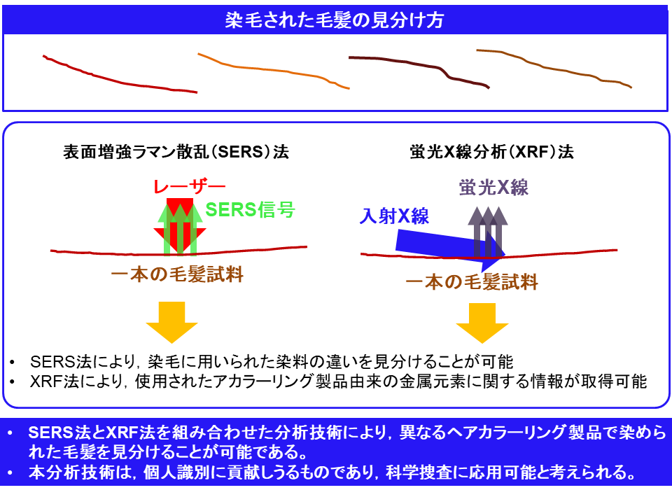 染毛に使用したヘアカラーリング製品を毛髪1本から「その場」で識別する手法を開発～犯罪現場に残された毛髪からの迅速な捜査情報の取得につながると期待～