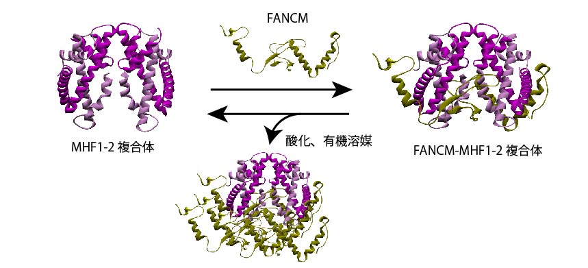 DNA修復に関与するニワトリFANCM-MHF複合体の結晶構造解析に成功～いまだ謎の多いFANCM-MHF複合体の性質解明に期待～