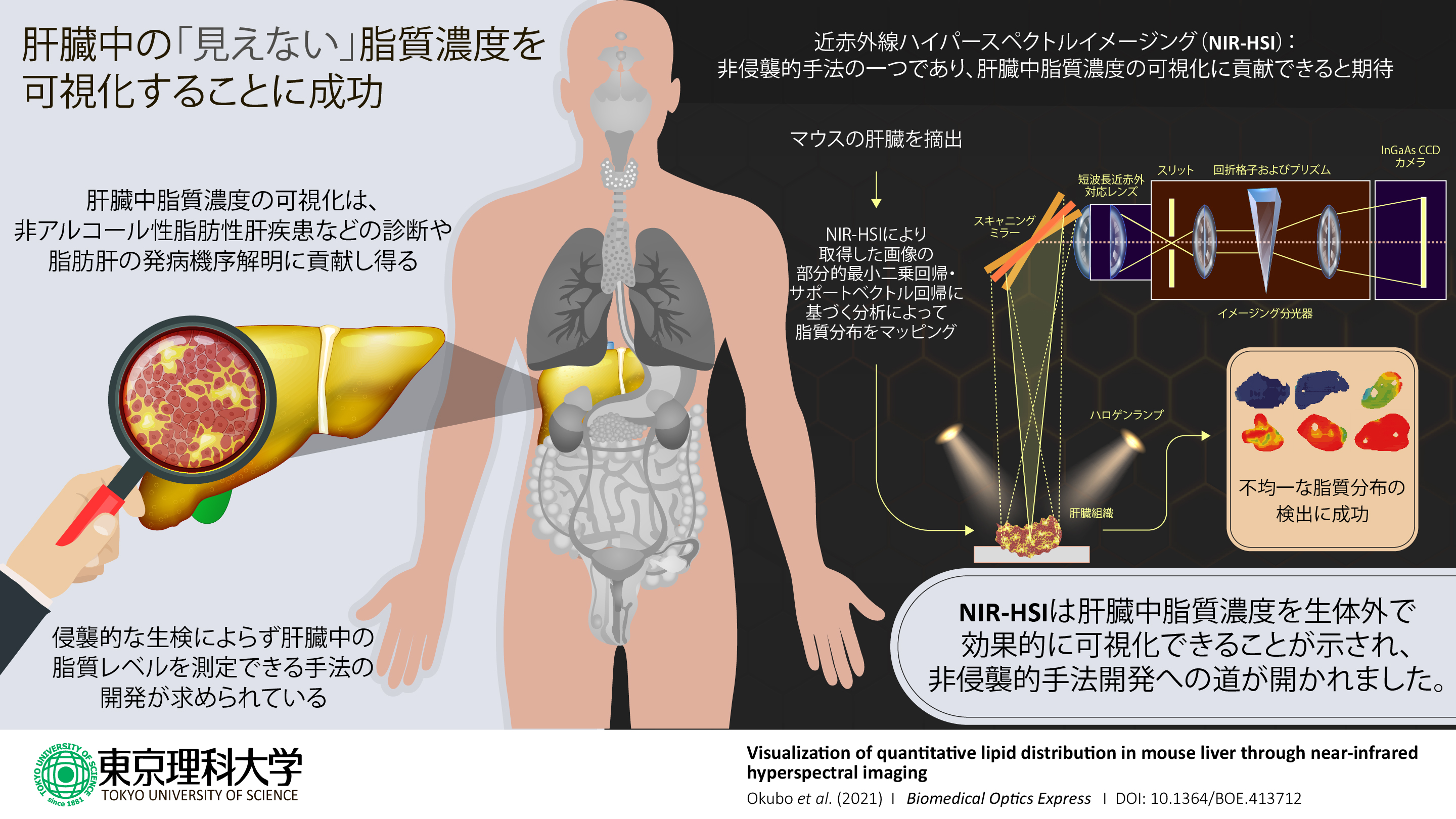 近赤外線ハイパースペクトルイメージングでマウス肝臓中の脂質濃度可視化に成功～肝臓中の脂肪酸を鑑別する非侵襲・非標識方法の開発への第一歩～