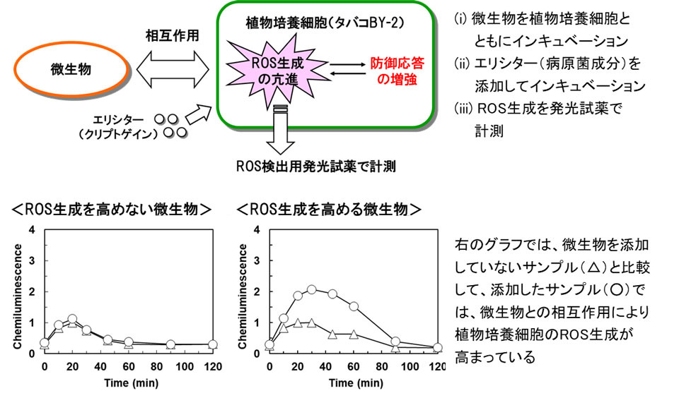 微小環境の変化に応答して薬物放出するハイドロゲルの簡便な調製方法の開発に成功〜より効果的に標的部位に薬剤を送達できるがん治療技術への応用に期待〜