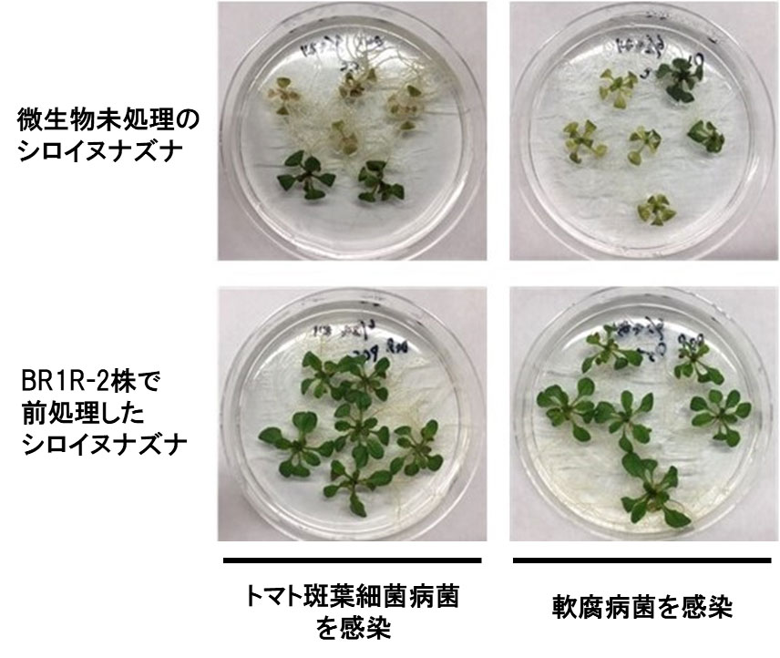 特許取得済み！さかなやさんの微生物が魚や水草の成長を助けるSDGsプロ