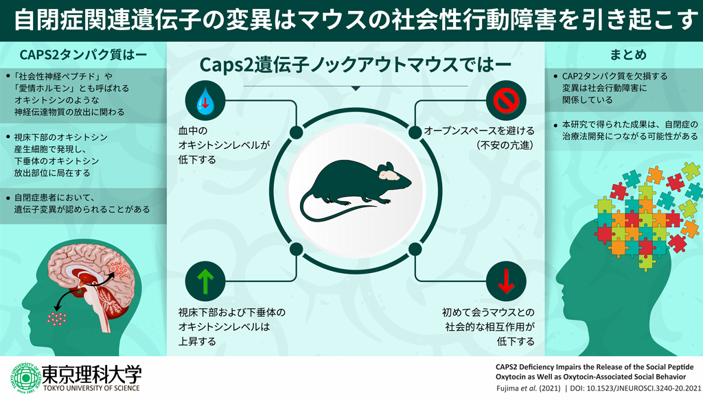 オキシトシンの分泌を制御するタンパク質を発見！～自閉症の早期分子診断法や治療法開発に光～