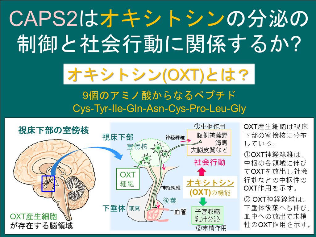 オキシトシンの分泌を制御するタンパク質を発見！～自閉症の早期分子診断法や治療法開発に光～