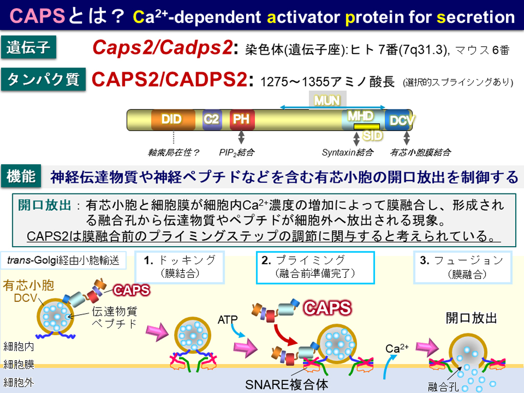 オキシトシンの分泌を制御するタンパク質を発見！～自閉症の早期分子診断法や治療法開発に光～