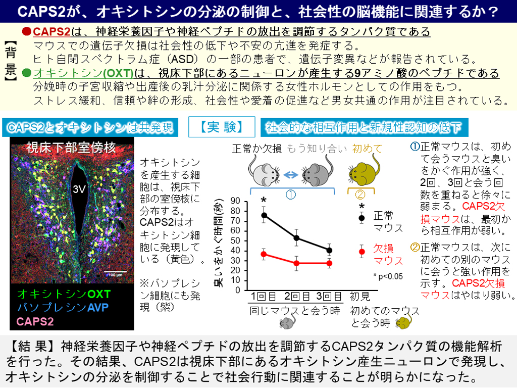 オキシトシンの分泌を制御するタンパク質を発見！～自閉症の早期分子診断法や治療法開発に光～