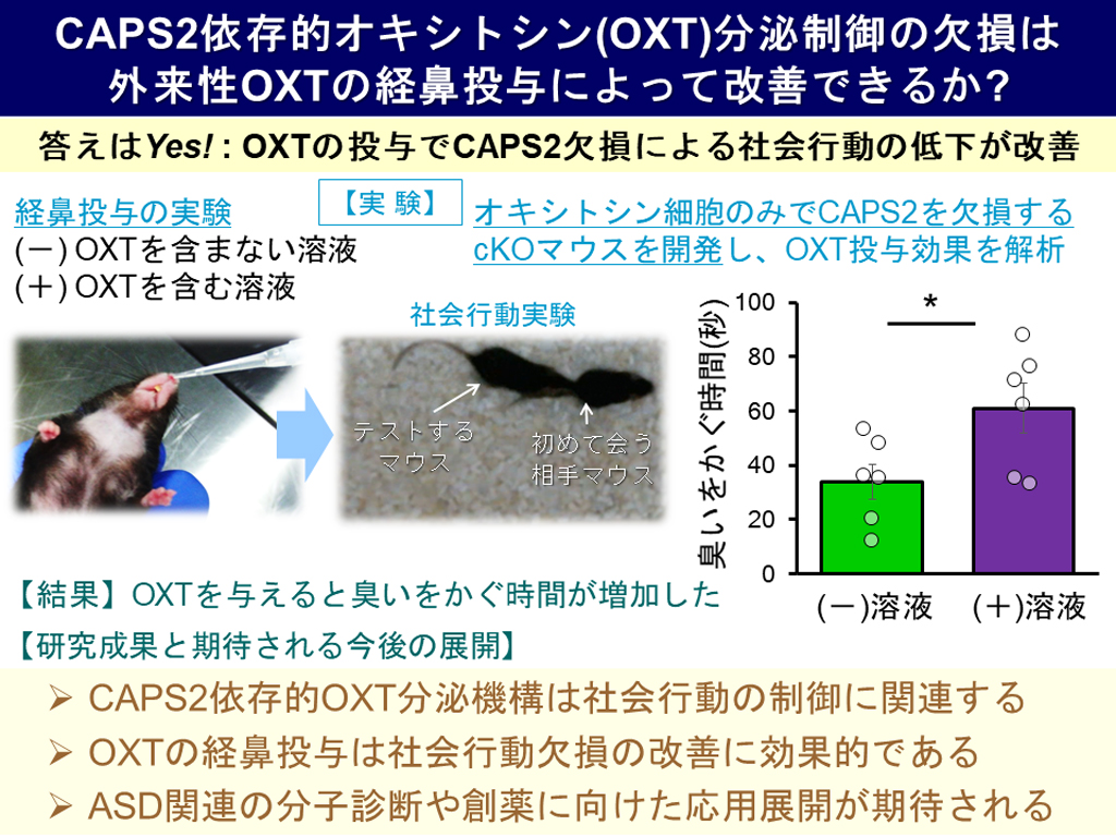 オキシトシンの分泌を制御するタンパク質を発見！～自閉症の早期分子診断法や治療法開発に光～