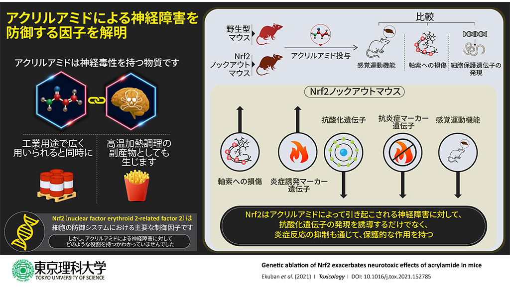 アクリルアミドによる神経障害を防御する因子を解明 ～Nrf2による抗酸化または炎症に関わる遺伝子群の発現調節が鍵～