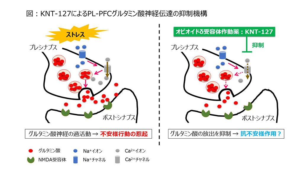 オピオイドδ受容体作動薬の作用機序を解明!新規向精神薬としての応用へ前進~グルタミン酸による神経伝達を抑制し、神経細胞自体の興奮も抑制する~