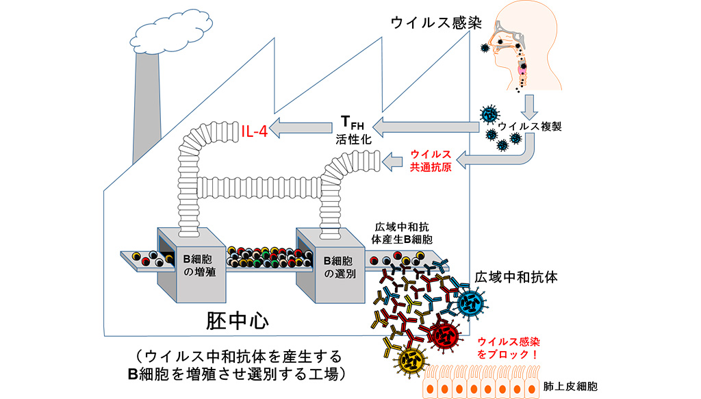 ワクチンと感染では作られる抗体の質が異なることを発見－変異型ウイルスに対するワクチン開発への応用に期待－