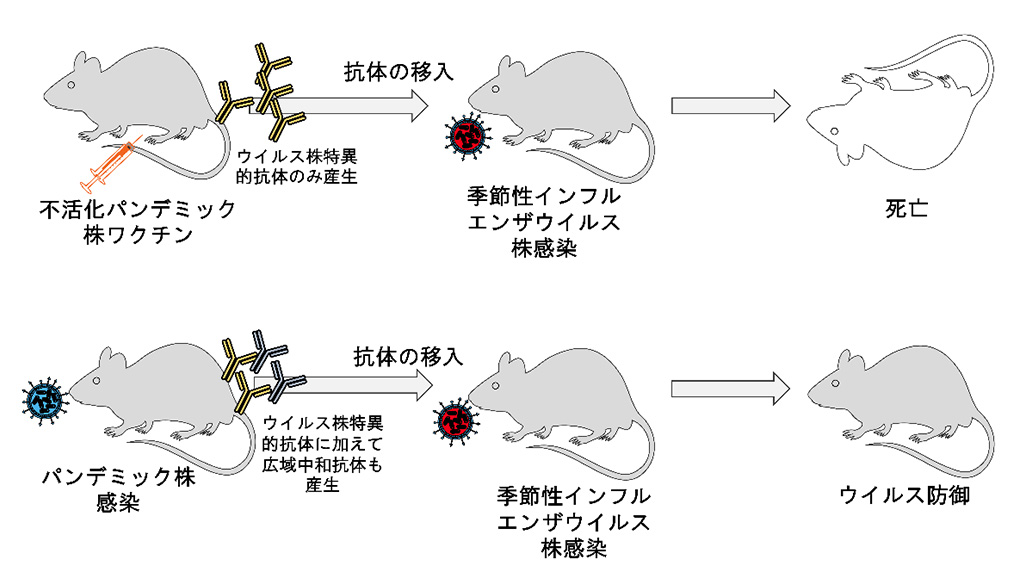 ワクチンと感染では作られる抗体の質が異なることを発見-変異型ウイルスに対するワクチン開発への応用に期待-