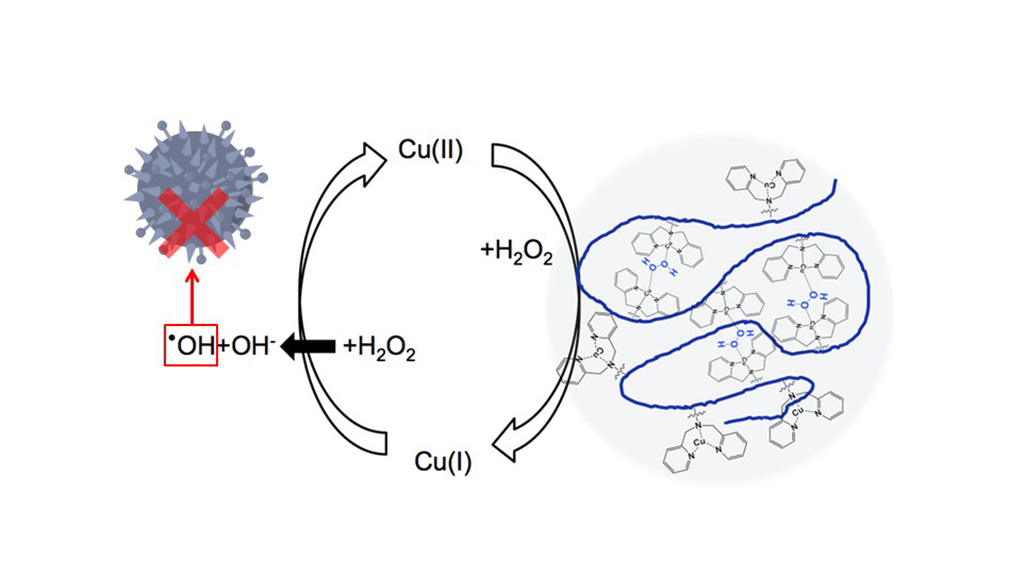 銅錯体の局所濃縮状態により、過酸化水素の分解とヒドロキシルラジカルの生成の効率化に成功～高分子鎖の性質を利用した新たな抗菌剤設計への応用に期待～