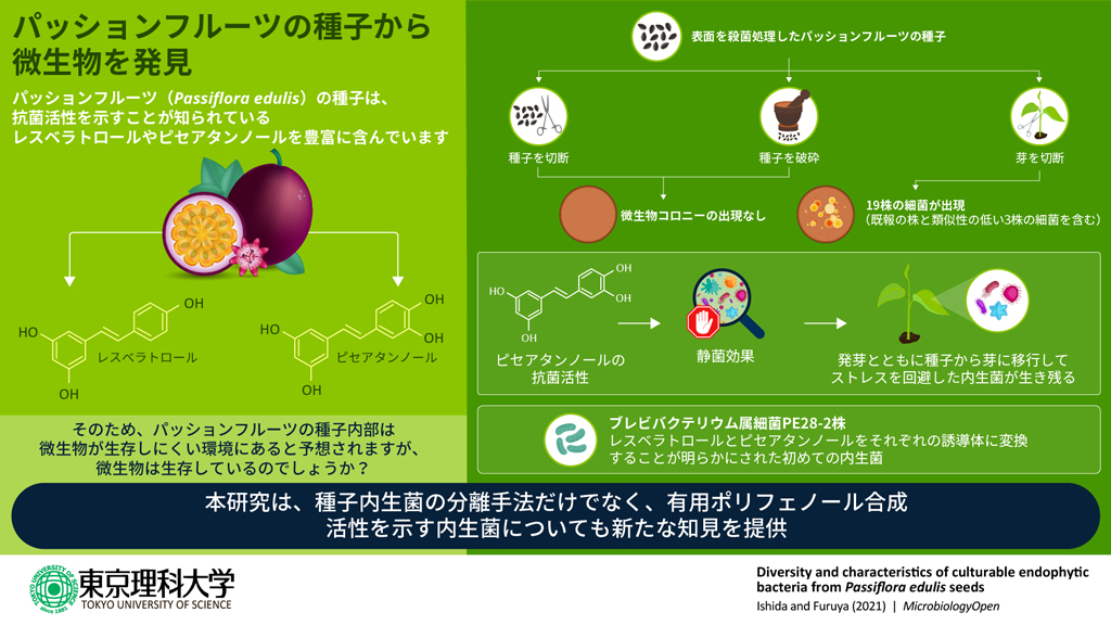 高濃度の抗菌化合物が含まれるパッションフルーツの種子から微生物を発見