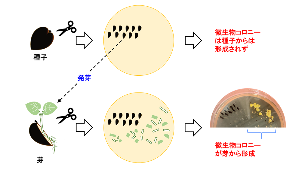 高濃度の抗菌化合物が含まれるパッションフルーツの種子から微生物を発見