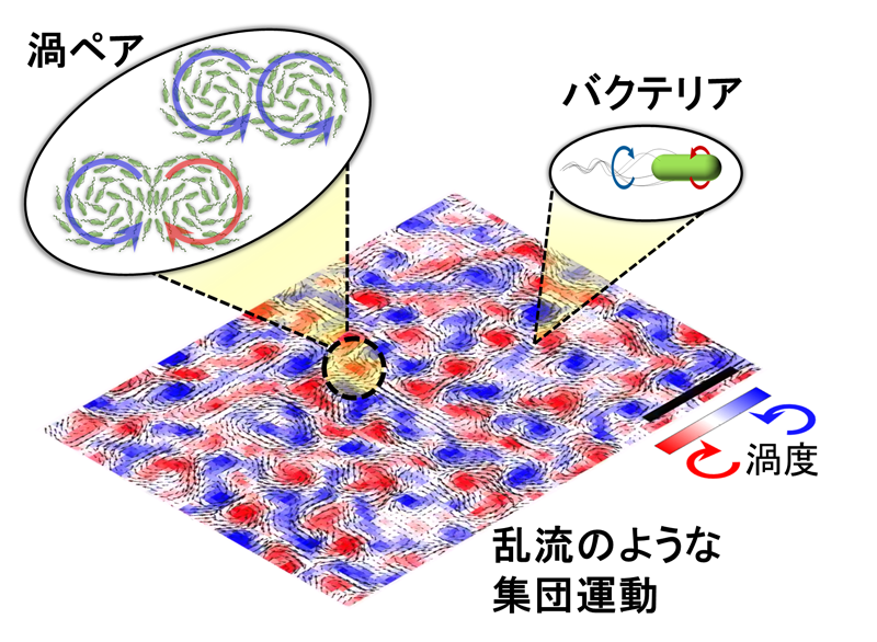 遊泳微生物における新たなキラル集団運動現象を発見