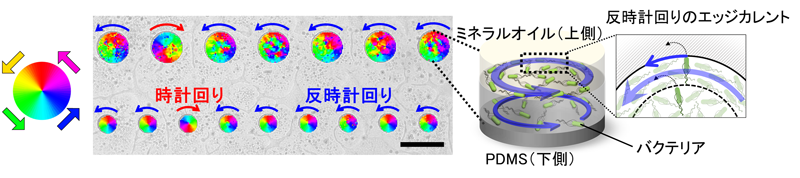 遊泳微生物における新たなキラル集団運動現象を発見