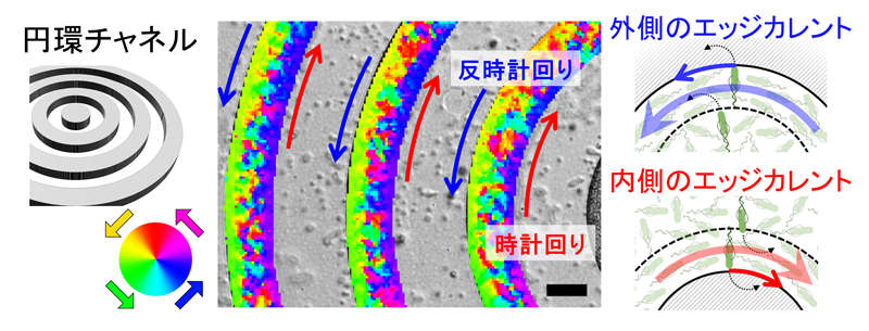 遊泳微生物における新たなキラル集団運動現象を発見