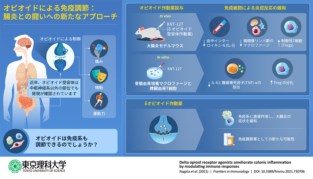 オピオイドは末梢の免疫細胞をも調節する~腸管免疫細胞の調節を通じた炎症の改善を実証~