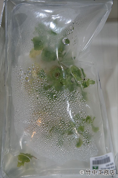 国際宇宙ステーション「きぼう」日本実験棟で世界初となる袋型培養槽技術による栽培実験を実施