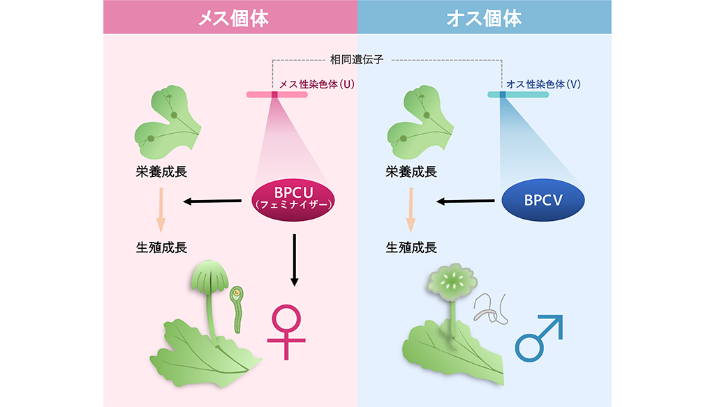 半数体生物の性染色体上の性決定遺伝子を解明―コケがもつ現生生物最古の起源の性染色体―