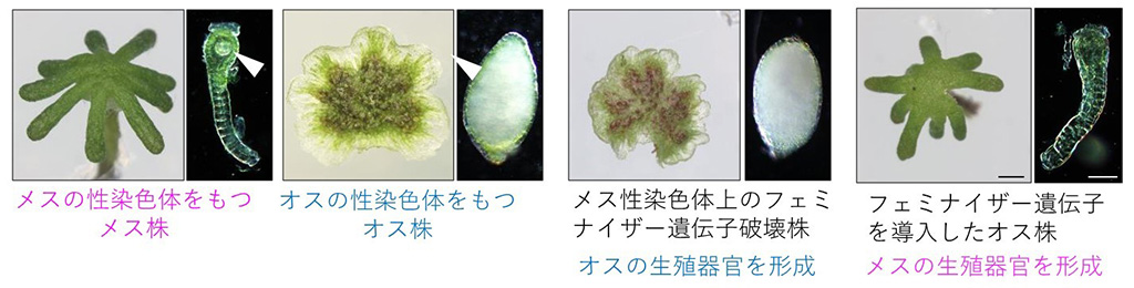 半数体生物の性染色体上の性決定遺伝子を解明―コケがもつ現生生物最古の起源の性染色体―