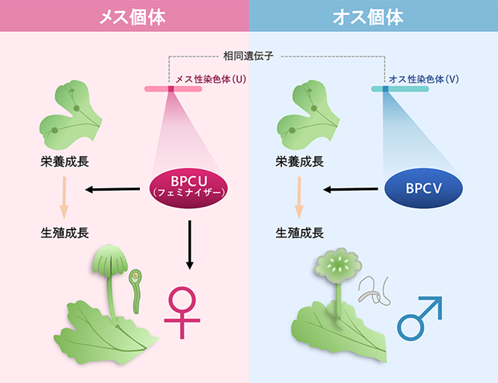 半数性