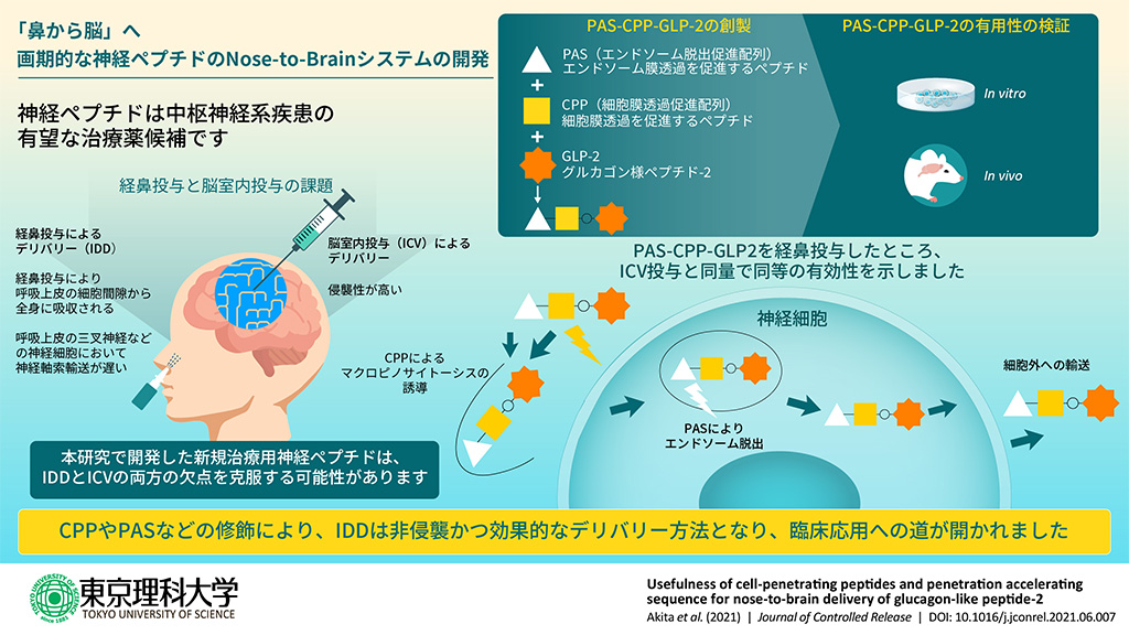 中枢神経系疾患薬の経鼻投与実現への道を拓く 「鼻から脳へ」～画期的な神経ペプチドのNose-to-Brainシステムの開発～