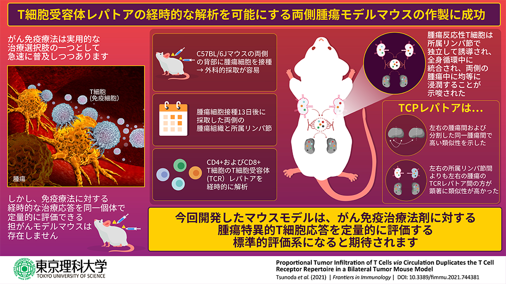 がん免疫療法薬剤の新たな評価系となるモデルマウスの作製に成功～腫瘍特異的T細胞応答への影響の正確な評価が可能に～