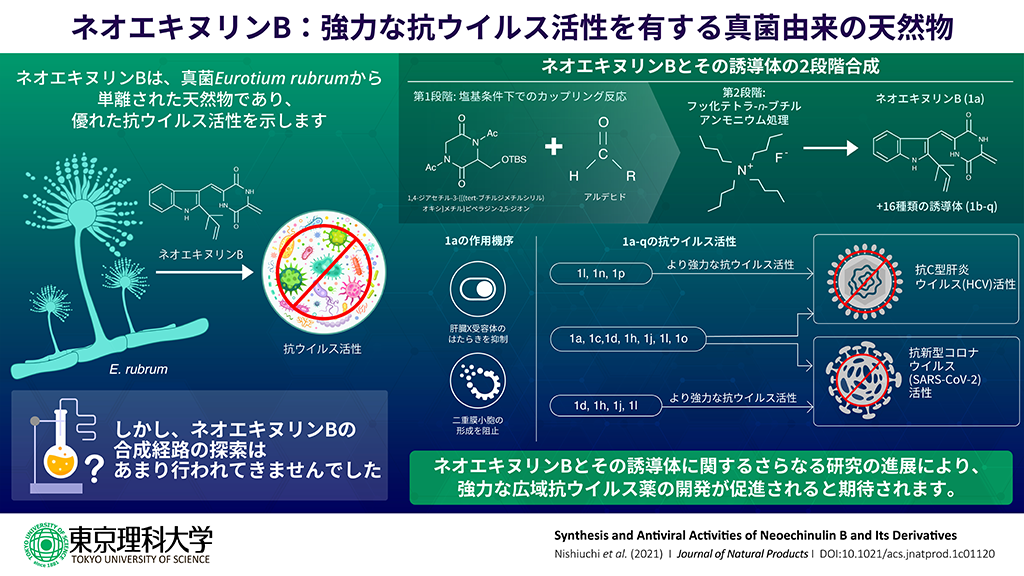 ネオエキヌリンBおよび16種の誘導体の新規合成法の確立に成功～C型肝炎ウイルスや新型コロナウイルスの抗ウイルス薬の開発に寄与～