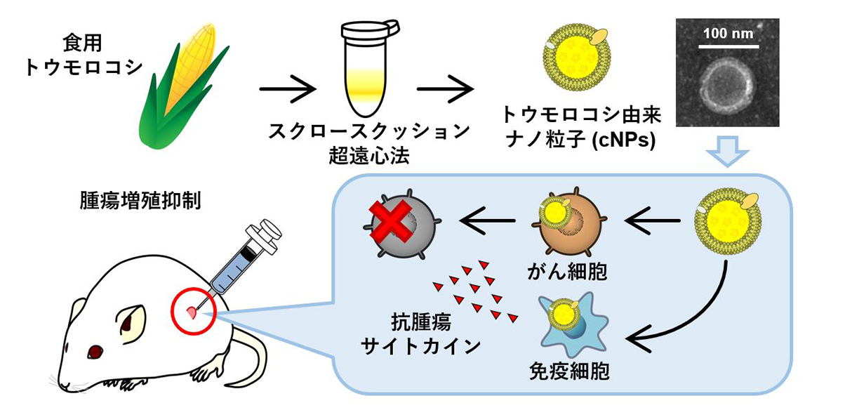 食用トウモロコシから、がん細胞増殖抑制効果のあるナノ粒子を作製~安価で大量に作製できる治療薬として、がん治療などへの応用に期待~