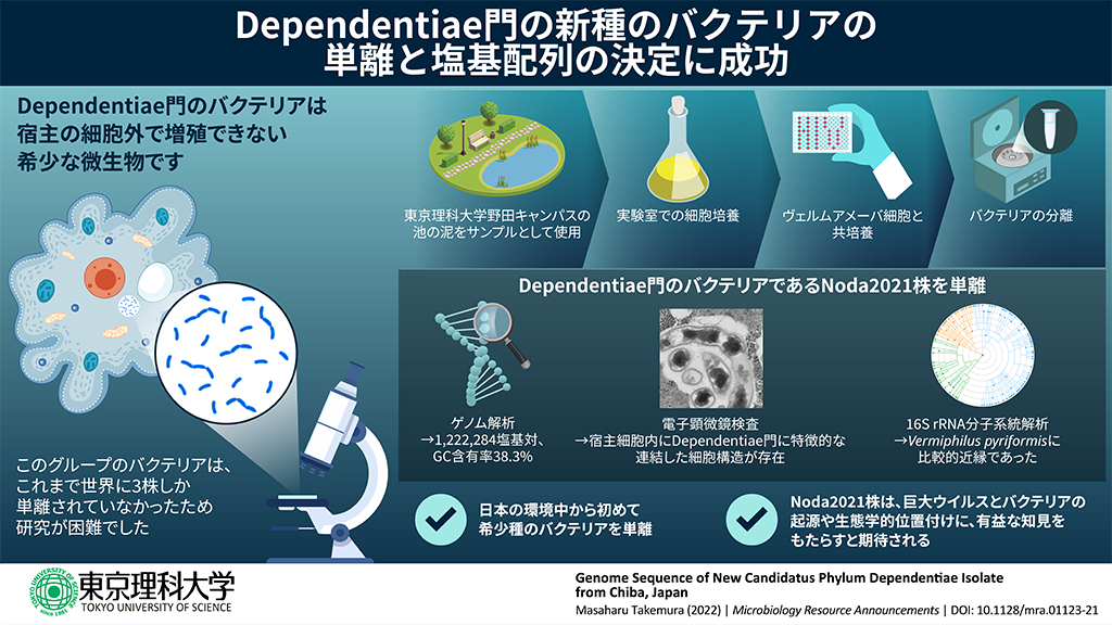 東京理科大学野田キャンパスから新種のバクテリアを単離〜Dependentiae門のバクテリアとしては日本初、世界で4例目〜