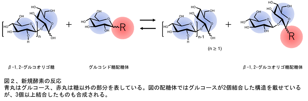 グルコースが連なったオリゴ糖に作用する新規な糖転移酵素の発見
～新規なオリゴ糖配糖体の合成法の開発に貢献～