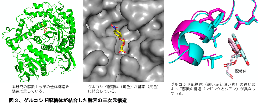 グルコースが連なったオリゴ糖に作用する新規な糖転移酵素の発見
～新規なオリゴ糖配糖体の合成法の開発に貢献～