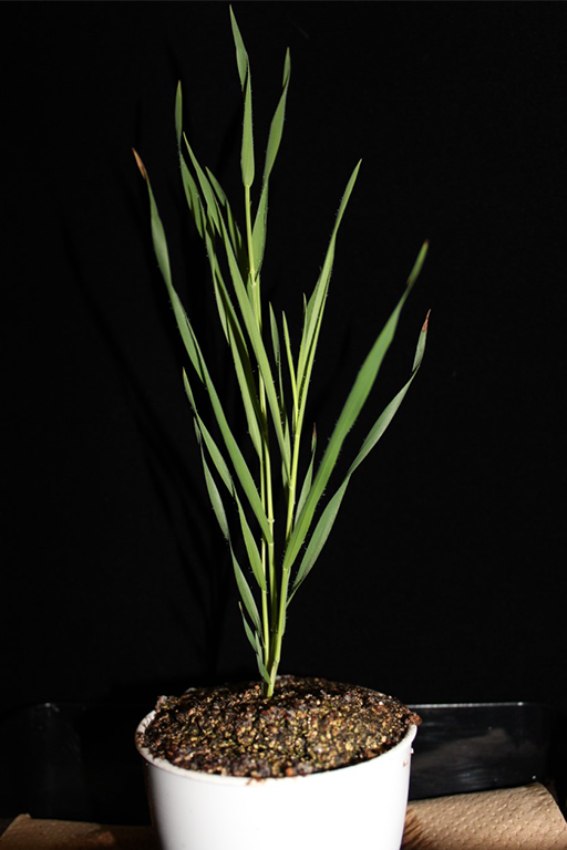 単子葉植物の免疫システムを調節する分子機構を解明~農作物に多いイネ科植物の免疫システムの新知見、持続可能な農業への道を開く~