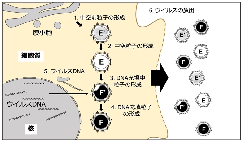 国内で採取された巨大ウイルスの一見非効率的な形成過程