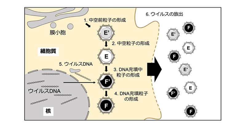 videomega見れないか？videomegaウイルスあるか？videomega