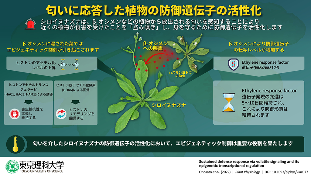 被食者の匂いに応答した植物の防御反応発現メカニズムを解明~植物間コミュニケーションによる害虫抵抗性の向上機構の一端が明らかに~