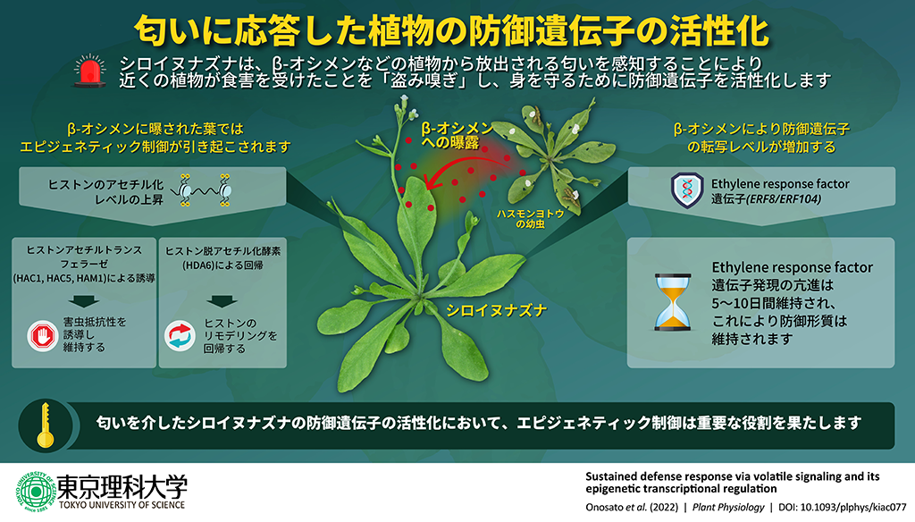 被食者の匂いに応答した植物の防御反応発現メカニズムを解明～植物間コミュニケーションによる害虫抵抗性の向上機構の一端が明らかに～