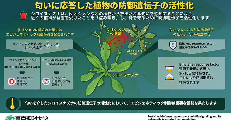 病原細菌が植物の感染感知能力を無効化する機構の解明 | 理化学