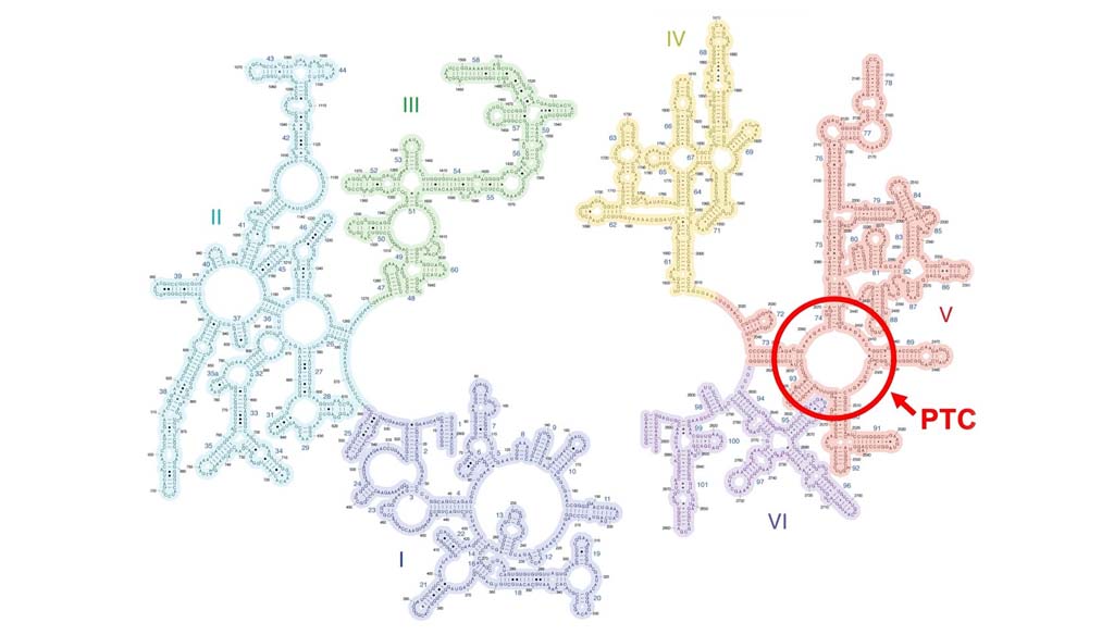 タンパク質合成場であるリボソームの起源と進化～原始tRNAと原始リボソームからのペプチドの生成～
