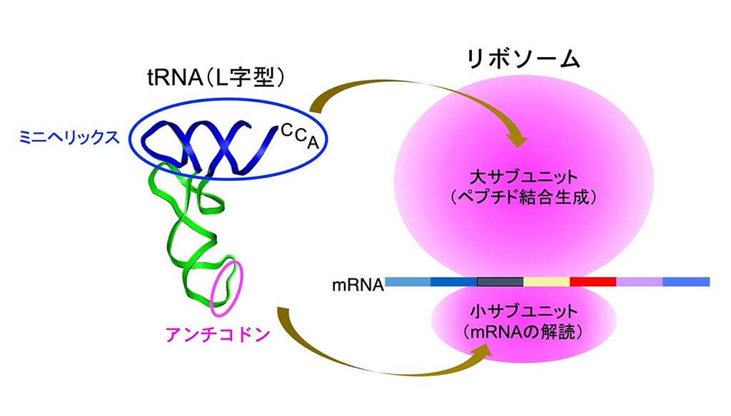 タンパク質合成場であるリボソームの起源と進化～原始tRNAと原始リボソームからのペプチドの生成～
